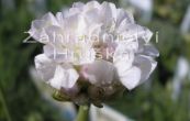 trvnika pmosk Alba - Armeria maritima Alba