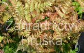 kapra - Dryopteris erythrosora