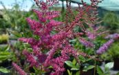 echrava zahradn Granat - Astilbe arendsii Granat
