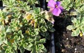 taika Silberrand - Aubrieta tauricola Silberrand