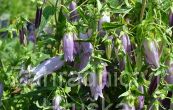 zvonek - Campanula punctata