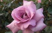 re Ludmila - Rosa Ludmila