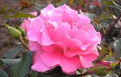re Romance - Rosa Romance