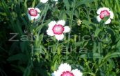 hvozdk kropenat Arctic Fire - Dianthus deltoides Arctic Fire
