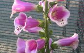 nprstnk velkokvt - Digitalis  mertonensis