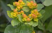 pryec mnohobarv - Euphorbia epithymoides