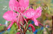svkovec zahradn Gambit Rose - Gaura lindheimeri Gambit Rose