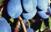 slivo vestka Hamanova - Prunus domestica Hamanova