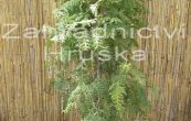 zerav zpadn Brabant - Thuja occidentalis Brabant
