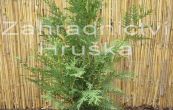 zerav obrovsk Krnik - Thuja plicata Krnik