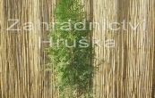 zerav zpadn Malonyana - Thuja occidentalis Malonyana
