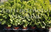 zerav zpadn Sunkist - Thuja occidentalis Sunkist