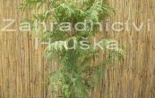 zerav obrovsk Zebrina - Thuja plicata Zebrina