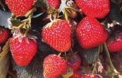 jahodnk zahradn Elsanta - Fragaria  ananassa Elsanta
