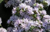 pnink obten - Rhododendron impeditum