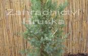 jalovec čínský Stricta Variegata - Juniperus chinensis Stricta Variegata