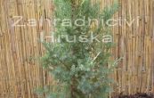 jalovec nsk Stricta Variegata - Juniperus chinensis Stricta Variegata