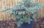 smrk mariorika Machala - Picea mariorika Machala