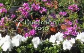 pnink japonsk Kermesina - Rhododendron japonicum Kermesina