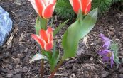 kosatec sibisk - Iris sibirica
