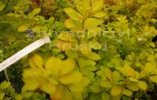 dil Thunbergv Aurea - Berberis thunbergii Aurea