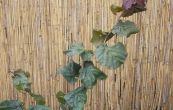 lska obecn Red Majestic - Corylus avellana Red Majestic