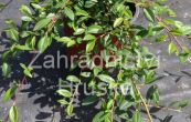 skalník vrbolistý Parkteppich - Cotoneaster salicifolius Parkteppich