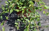 skalnk vrbolist Parkteppich - Cotoneaster salicifolius Parkteppich