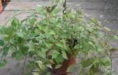 zlatice prostedn Arnold Dwarf - Forsythia  intermedia Arnold Dwarf