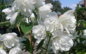 pustoryl Snowbelle - Philadelphus Snowbelle