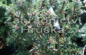 borovice kle Minima Kalou - Pinus mugo Minima Kalou