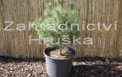borovice kle Mops - Pinus mugo Mops