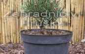 borovice pyrenejsk Monika - Pinus uncinata Monika