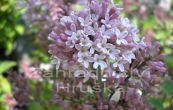 ek Josse - Syringa velutina Josse