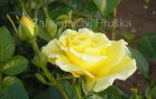 re Friesia - Rosa Friesia