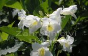 weigelie rov Bristol Snowflake - Weigela florida Bristol Snowflake