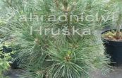 borovice ern Nana Wurstle - Pinus nigra Nana Wurstle