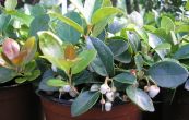 libavka polhav - Gaultheria procumbens