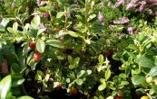brusinka obecn Koralle - Vaccinium vitis-idaea Koralle