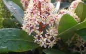 skimie japonsk - Skimmia japonica