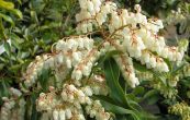 pieris japonsk Prelude - Pieris japonica Prelude
