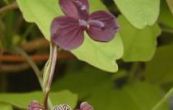 akebie trojčetná - Akebia trifoliata
