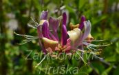 zimolez ovjiv - Lonicera periclymenum