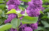 ek Ludwig Spath - Syringa Ludwig Spath