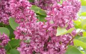 ek obecn Massena - Syringa vulgaris Massena