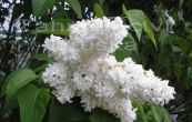 ek Mme Lemoine - Syringa Mme Lemoine