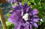 plamnek Multi Blue - Clematis Multi Blue