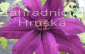 plamnek Kacper - Clematis Kacper