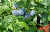 brusnice chocholinat Blue Crop - Vaccinium corymbosum Blue Crop