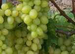 rva vinn Arkadia - Vitis vinifera Arkadia